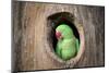 Green Parrot.-jeep2499-Mounted Photographic Print