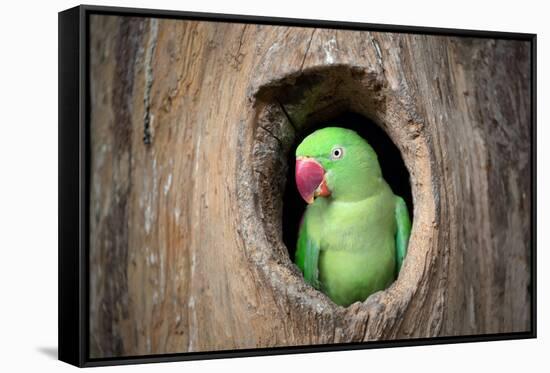 Green Parrot.-jeep2499-Framed Stretched Canvas