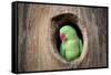 Green Parrot.-jeep2499-Framed Stretched Canvas
