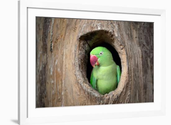 Green Parrot.-jeep2499-Framed Photographic Print