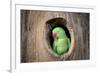 Green Parrot.-jeep2499-Framed Photographic Print