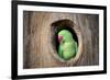 Green Parrot.-jeep2499-Framed Photographic Print