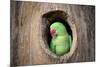 Green Parrot.-jeep2499-Mounted Photographic Print