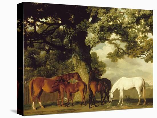 Green Pastures-George Stubbs-Stretched Canvas