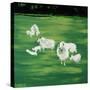Green Patch-Sydney Edmunds-Stretched Canvas
