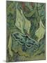 Green Peacock Moth (The Emperor Mot), 1889-Vincent van Gogh-Mounted Giclee Print