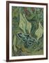 Green Peacock Moth (The Emperor Mot), 1889-Vincent van Gogh-Framed Giclee Print