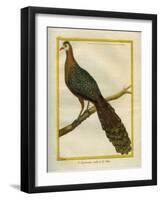 Green Peacock-Georges-Louis Buffon-Framed Giclee Print