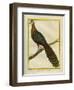 Green Peacock-Georges-Louis Buffon-Framed Giclee Print