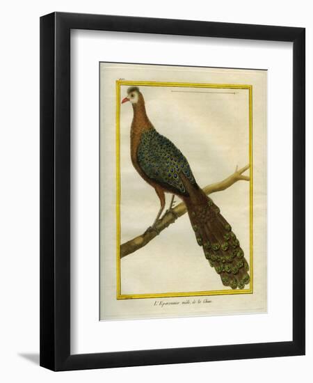 Green Peacock-Georges-Louis Buffon-Framed Giclee Print