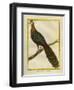 Green Peacock-Georges-Louis Buffon-Framed Giclee Print