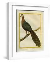 Green Peacock-Georges-Louis Buffon-Framed Giclee Print