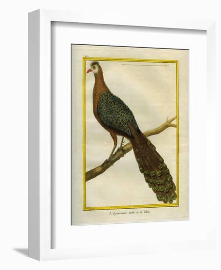 Green Peacock-Georges-Louis Buffon-Framed Giclee Print