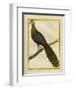 Green Peacock-Georges-Louis Buffon-Framed Giclee Print