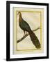 Green Peacock-Georges-Louis Buffon-Framed Giclee Print