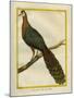 Green Peacock-Georges-Louis Buffon-Mounted Giclee Print