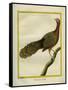 Green Peahen-Georges-Louis Buffon-Framed Stretched Canvas