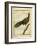 Green Peahen-Georges-Louis Buffon-Framed Giclee Print