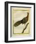 Green Peahen-Georges-Louis Buffon-Framed Giclee Print