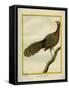 Green Peahen-Georges-Louis Buffon-Framed Stretched Canvas