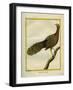 Green Peahen-Georges-Louis Buffon-Framed Giclee Print