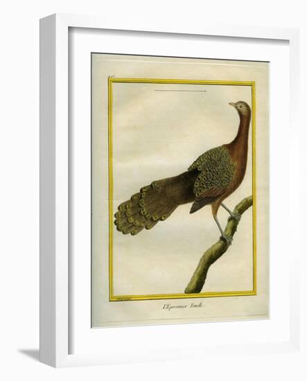 Green Peahen-Georges-Louis Buffon-Framed Giclee Print