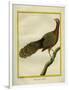 Green Peahen-Georges-Louis Buffon-Framed Giclee Print