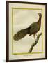 Green Peahen-Georges-Louis Buffon-Framed Giclee Print