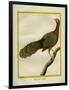 Green Peahen-Georges-Louis Buffon-Framed Giclee Print