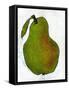 Green Pear on White Background-Blenda Tyvoll-Framed Stretched Canvas