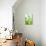 Green Pears-Maja Smend-Stretched Canvas displayed on a wall