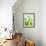 Green Pears-Maja Smend-Framed Photographic Print displayed on a wall