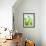 Green Pears-Maja Smend-Framed Photographic Print displayed on a wall