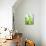 Green Pears-Maja Smend-Mounted Photographic Print displayed on a wall