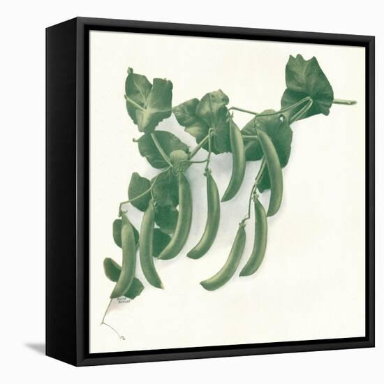 Green Peas, C1908-W&G Baird-Framed Stretched Canvas