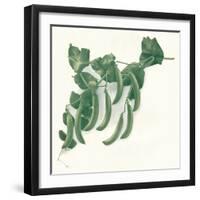 Green Peas, C1908-W&G Baird-Framed Giclee Print