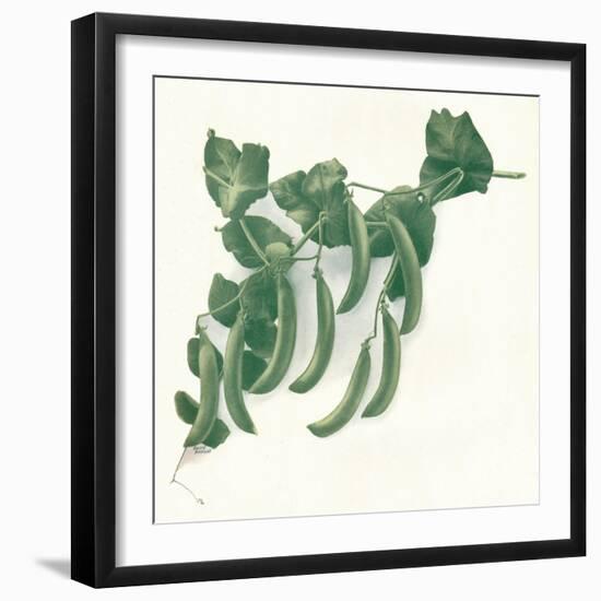 Green Peas, C1908-W&G Baird-Framed Giclee Print