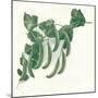 Green Peas, C1908-W&G Baird-Mounted Giclee Print