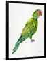 Green Perched Parrot-Cat Coquillette-Framed Art Print