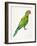 Green Perched Parrot-Cat Coquillette-Framed Art Print