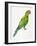Green Perched Parrot-Cat Coquillette-Framed Art Print