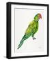 Green Perched Parrot-Cat Coquillette-Framed Art Print