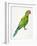 Green Perched Parrot-Cat Coquillette-Framed Art Print