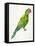 Green Perched Parrot-Cat Coquillette-Framed Stretched Canvas