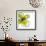 Green Petals-Jan Weiss-Framed Art Print displayed on a wall