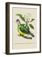 Green Pigeon and Cur Champhah of the Concan-J. Forbes-Framed Art Print