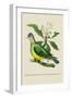 Green Pigeon and Cur Champhah of the Concan-J. Forbes-Framed Art Print
