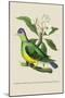 Green Pigeon and Cur Champhah of the Concan-J. Forbes-Mounted Art Print