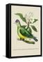 Green Pigeon and Cur Champhah of the Concan-J. Forbes-Framed Stretched Canvas