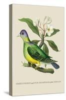 Green Pigeon and Cur Champhah of the Concan-J. Forbes-Stretched Canvas